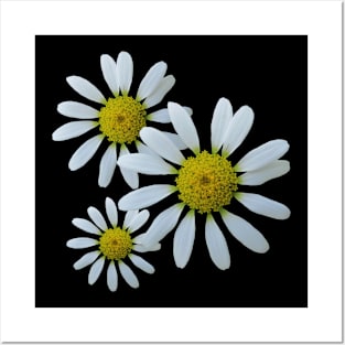 white daisy flower, blooming daisy, blooms, flowery, daisies Posters and Art